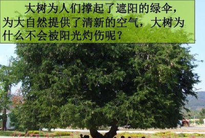 ​树木的作用，树木的作用写标语？