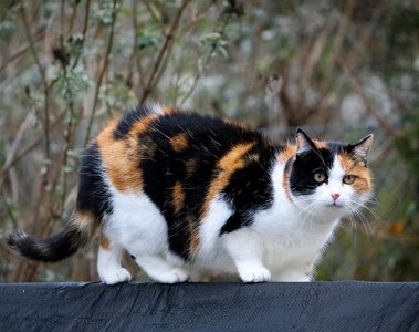 ​＂猫界美人＂三花猫，有这么多优点，而且还会招财？