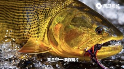 ​不靠颜值却偏偏要靠实力？此鱼身披黄金甲！西瓜视频邂逅黄金河虎