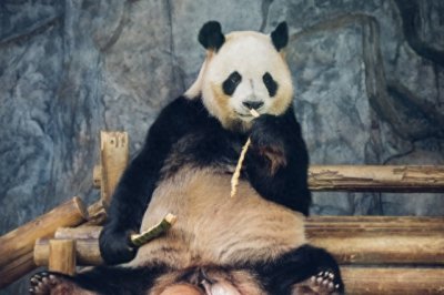 ​熊猫科普：探讨熊猫的特点、生态和保护策略