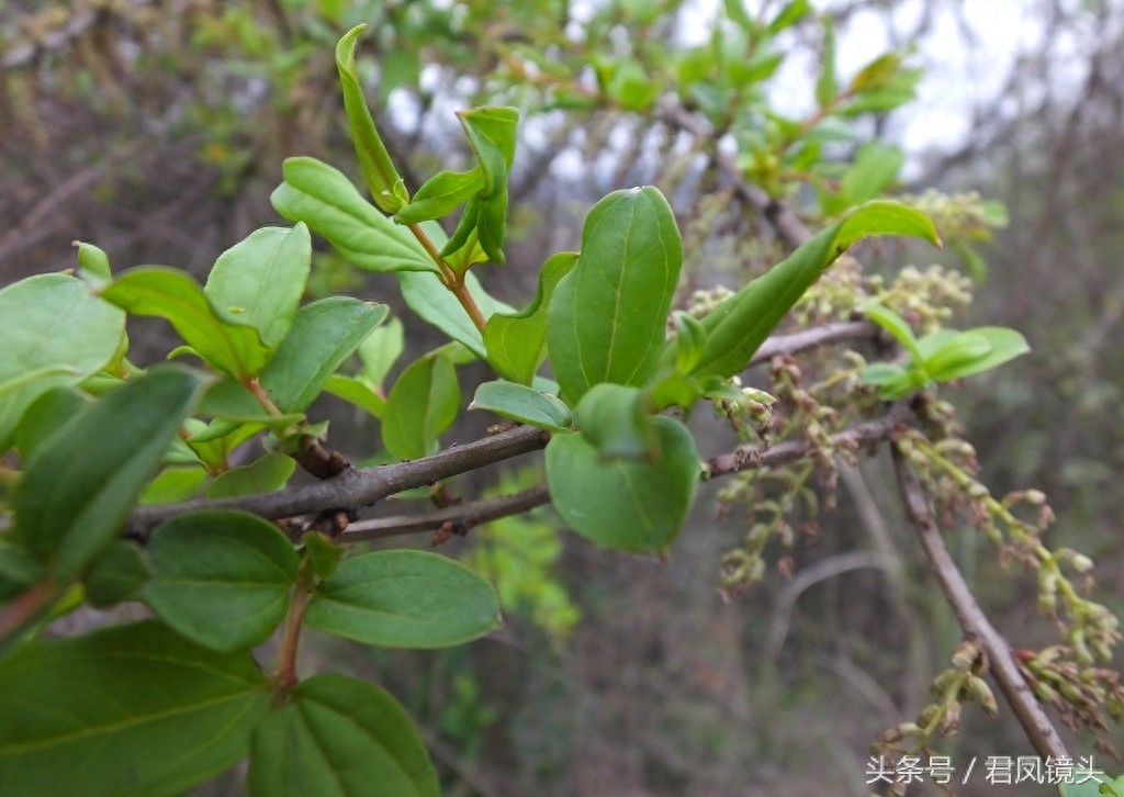马桑树别名上天梯 马桑果有大毒