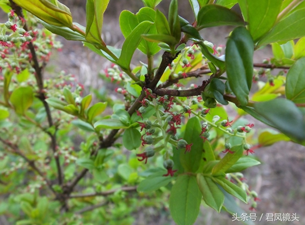马桑树别名上天梯 马桑果有大毒