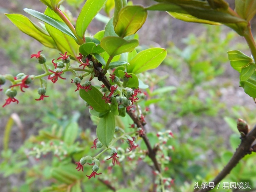 马桑树别名上天梯 马桑果有大毒