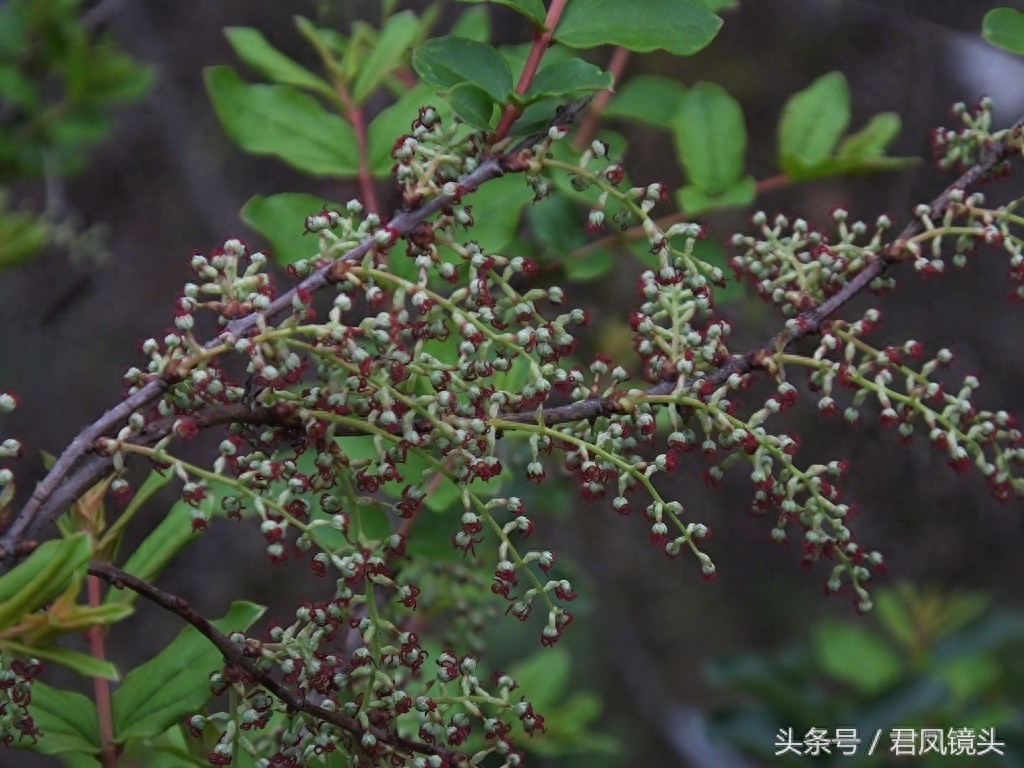 马桑树别名上天梯 马桑果有大毒