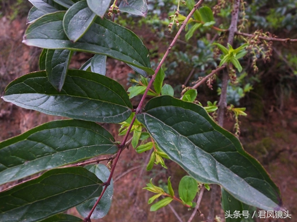 马桑树别名上天梯 马桑果有大毒