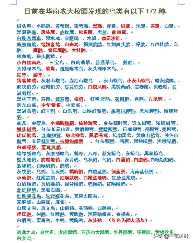 禾花雀，2017年年底被认为极度濒危的物种，出现了种群恢复的迹象