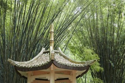 它是全国十大森林公园之一,森林覆盖率高,被誉为“福州之肺”