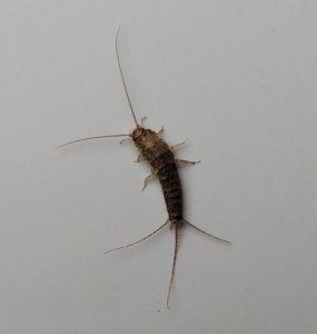 家里有衣鱼虫怎么才能自然消失