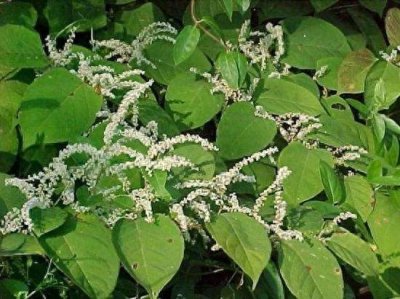 日本虎杖:地表最强入侵植物,穿墙破壁の房屋杀手,其实超无辜