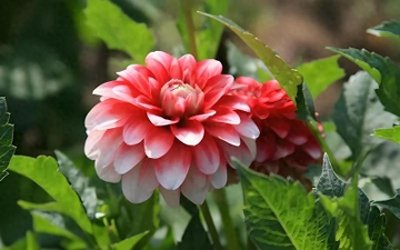 ​大丽花：冬日里的艳丽女王，3步轻松打造云南浪漫花园