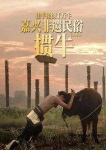 ​端午节民俗活动-嘉兴掼牛、凤凰城抢鸭子