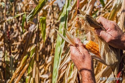 ​中秋过后玉米价格还会上涨吗？（附最新玉米价格）