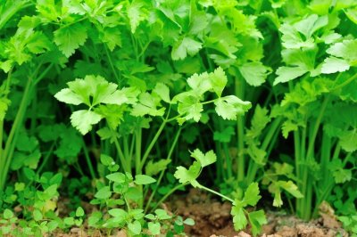 ​芫荽的种植方法和时间