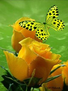 ​纯音乐《梁祝》Butterfly Lovers