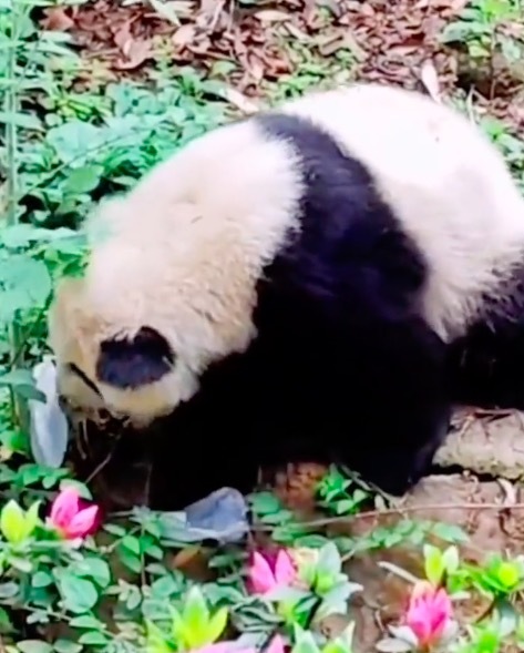 大熊猫幼崽科念吃游客掉落口罩 还不止一个？后被熊猫妈妈叼走