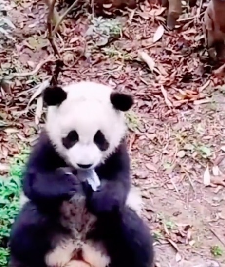 大熊猫幼崽科念吃游客掉落口罩 还不止一个？后被熊猫妈妈叼走