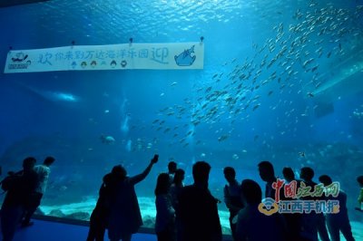​南昌万达海洋乐园引爆洪城 千人见证浪漫“海豚湾之恋”
