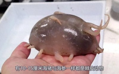 ​颠覆想象！生活在海洋里的猪：海猪