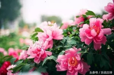 ​何人不爱牡丹花，千娇万态破朝霞