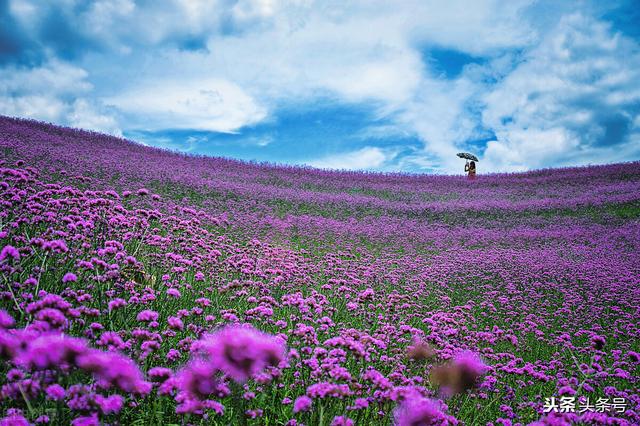 南辕北辙成语解释意思（成语-南辕北辙）(1)