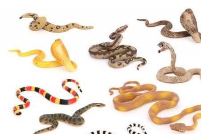 ​玉米蛇能带上飞机吗