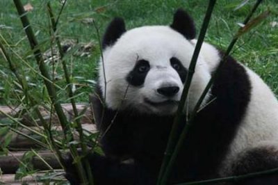 ​大熊猫寿命一般是多少岁