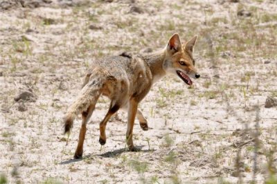 ​河狐是一种什么生物？是南美洲的特性动物