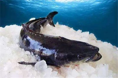 ​海鲡是一种什么鱼？典范的价钱振奋的鱼（养分价钱高）