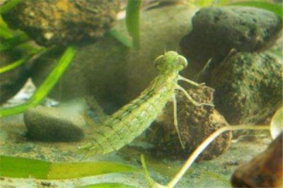 ​水虿：七年才华长大的虫豸 食用价格很魁伟量人养殖