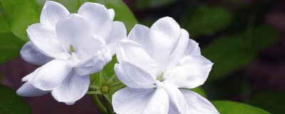 ​茉莉花用什么土