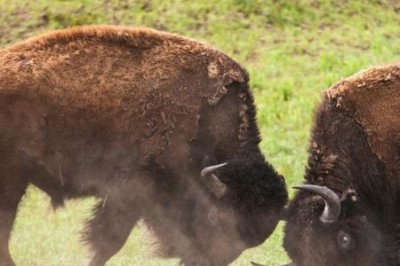 ​白肢野牛和非洲野牛体型对比