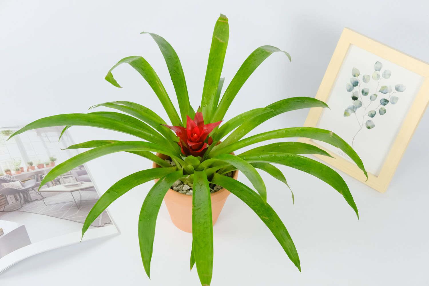 鸿运当头 鸿运当头