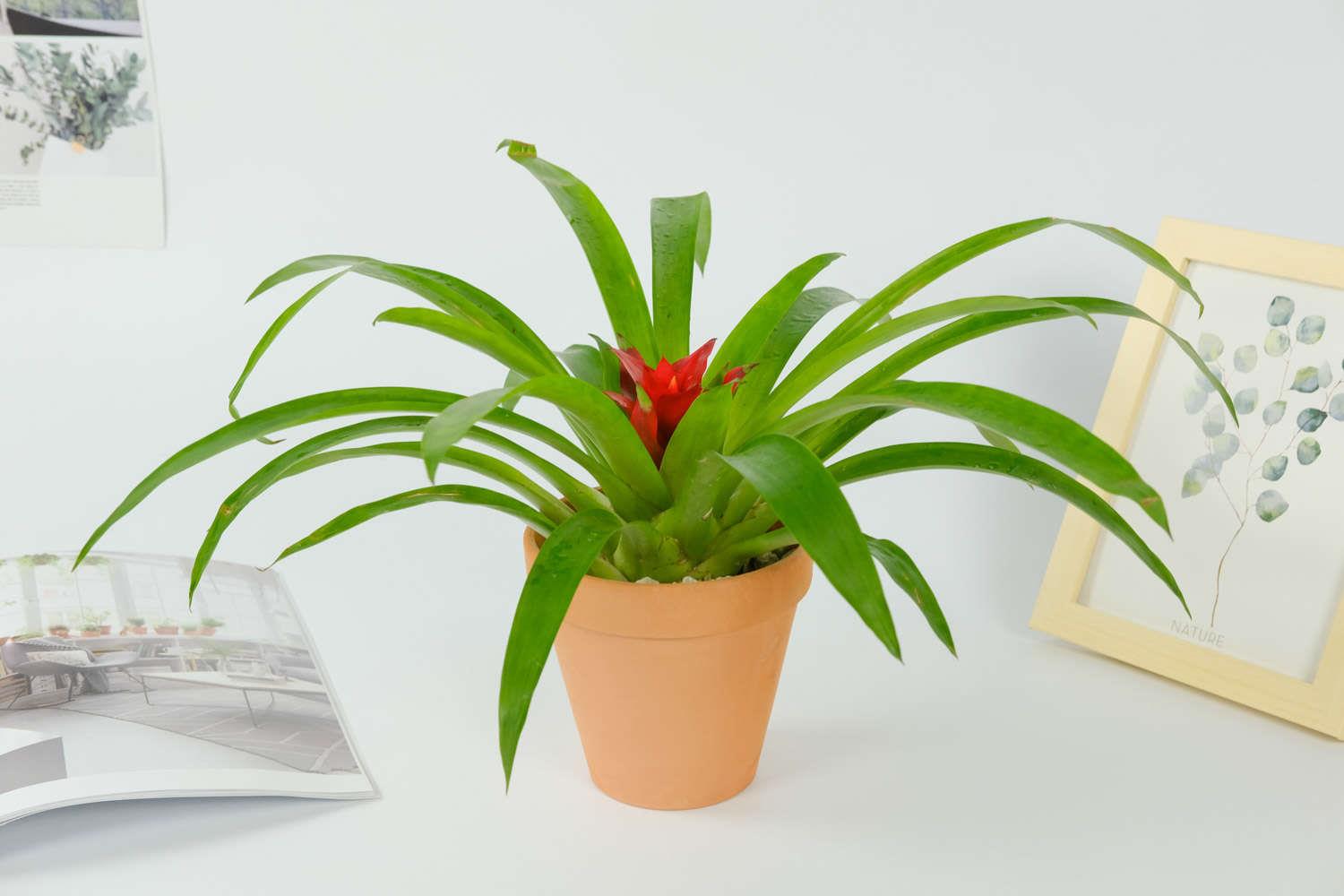 鸿运当头 鸿运当头