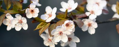 ​中国樱花之都是哪个城市