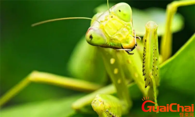 ​螳螂是什么虫？螳螂是益虫还是害虫？
