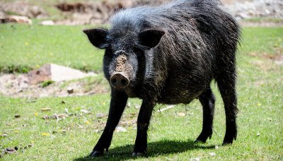 ​野猪是几级国家保护动物