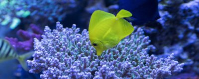 ​藻礁是指什么