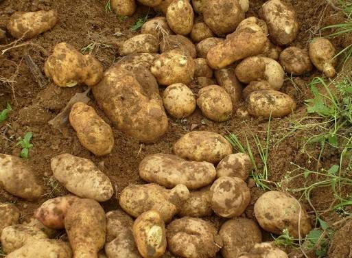 蒲县是哪个省哪个市(山西蒲县属于哪个市)