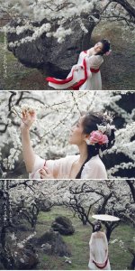 ​千树万树“李”花开！林岩李花盛开的美景你得看看