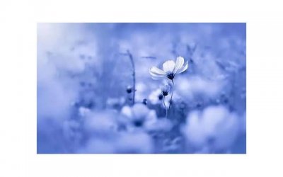 ​能不说土味情话吗（表白女生暖心情话）