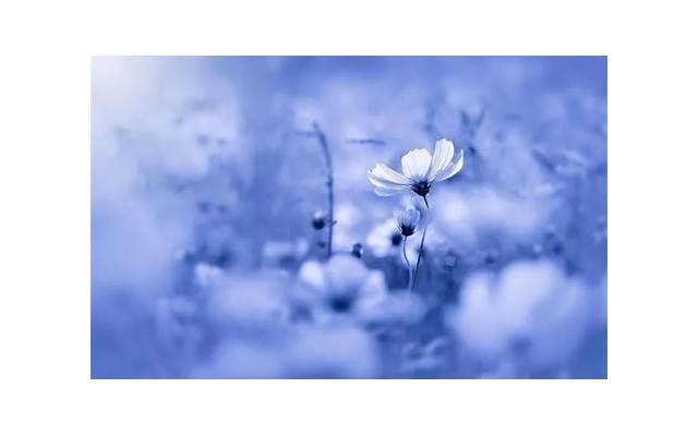 能不说土味情话吗（表白女生暖心情话）