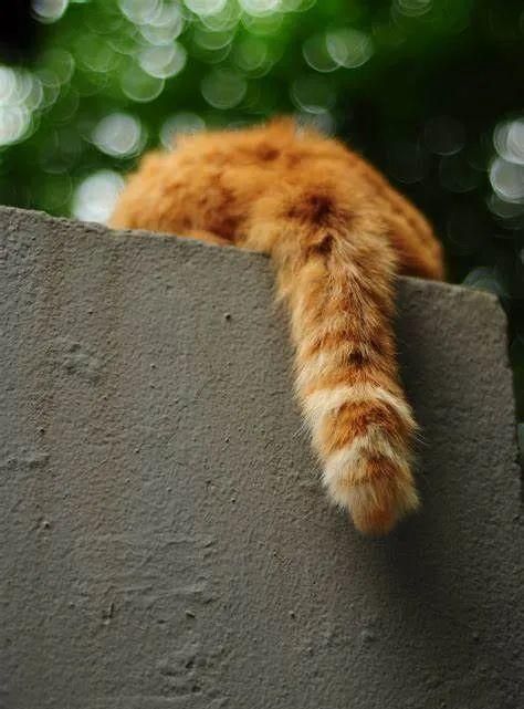 什么东西晚上才会生出尾巴呢(流星)猜生肖