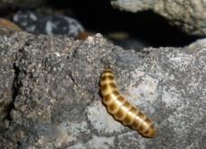 什么东西晚上长尾巴脑筋急转弯