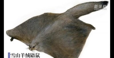 ​鼯鼠是什么动物，鼯鼠是什么类型的动物？