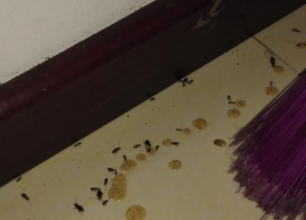 粉末蟑螂药怎么投放