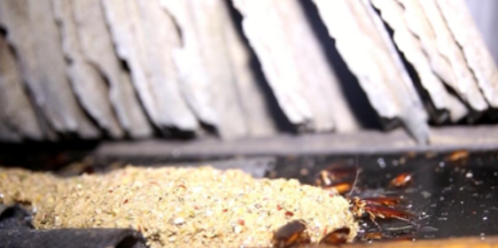 蟑螂药怎么投放,餐厅里怎么投放老鼠药蟑螂药的图4