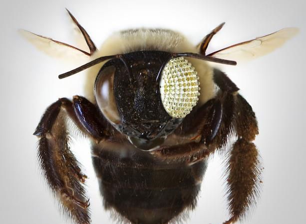 复眼的外形特点和生活习性是什么