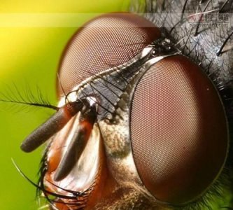 ​苍蝇的复眼是什么形状，为什么苍蝇的复眼有什么功能而做成了照相机？