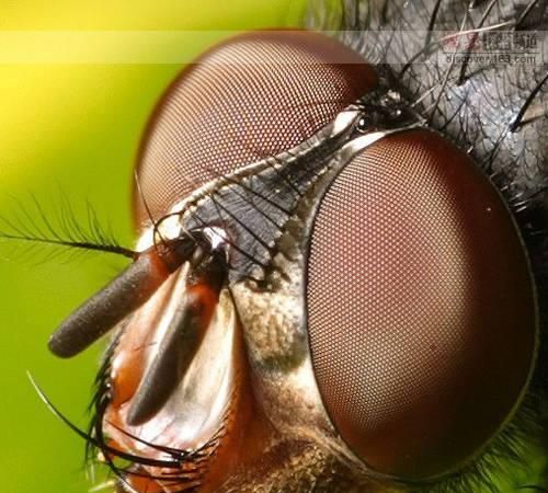 为什么苍蝇的复眼有什么功能而做成了照相机