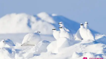 冬天的象征有哪些